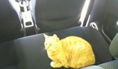 katten kiggede lige ind :)